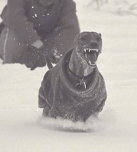 Glynis Cyfie Bryn the Whippet is running through the snow with its mouth open and teeth showing. There is a person kneeling down behind him