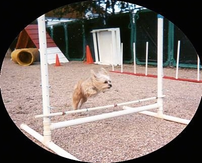 Lindsey the Yorkie is jumping over a bar at the agility obstacle course