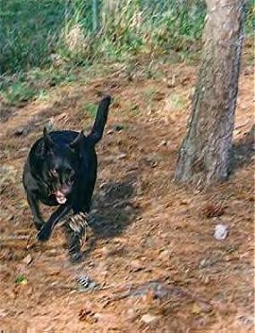 Aurora the Australian Kelpie is in motion jumping after a pine cone