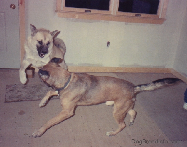 Puppy, the Husky / Shepherd mix playing with Hogie, the Pit Bull Terrier