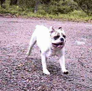 Spike the Bulldog is running across a blacktop surface