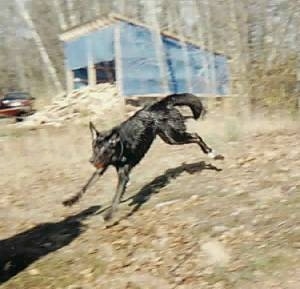 Shadow the Dog landing from a jump with a ball in its mouth with a blue lean-to shed shelter in the background