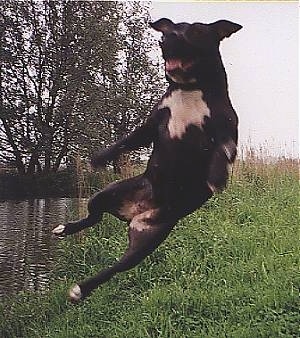 Tequila the American Pit Bull Terrier is in mid-air sideways jumping in the air, outside next to a body of water