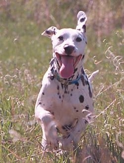 Olivia Kachina Kodak the Dalmatian is running outside through large grass