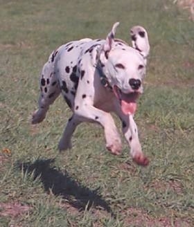 Olivia Kachina Kodak the Dalmatian is in motion running in grass with her mouth open and tongue is out