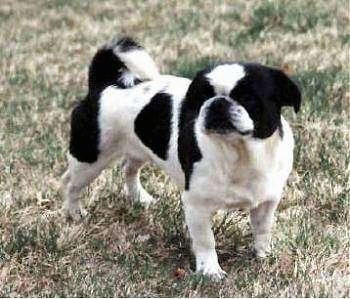 The front right side of a Black and white American Lo-Sze Pugg that is standing on grass and it is looking forward.
