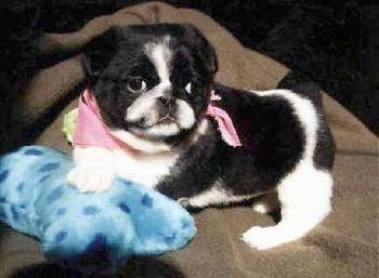 The left side of a black with white American Lo-Sze Pugg puppy that is laying on a blanket with a plush dog bone toy under it. The puppy is wearign a pink bandana and it is looking forward.