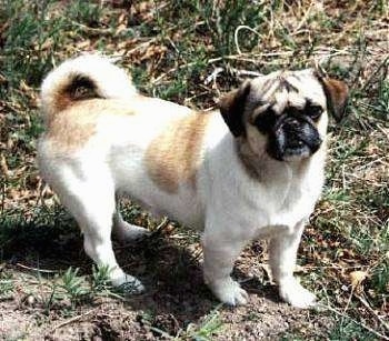 The right side of a white with tan American Lo-Sze Puggs that is standing across dirt next to some grass and it is looking forward.