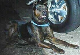 The front right side of a black with brown American Mastiff Panja that is laying down next to a tire. It is looking forward.