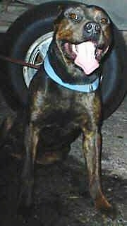 A black with brown American Mastiff Panja is sitting in front of a car tire outside with its tongue out, its mouth open and it is wearing a leash