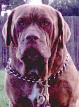 Australian Bandog Dog Breed Information and Pictures