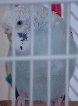 Close up - A white with blue and yellow Budgerigar bird is standing on a stick in a cage and it is looking down and to the left.