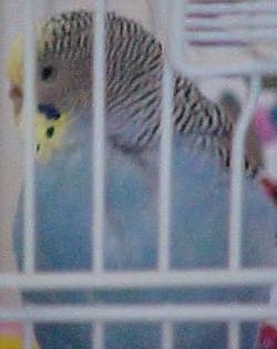 Close up - A white and blue with yellow and black striped Budgerigar bird is standing in a cage and it is looking down and to the left.
