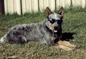 The right side of an Australian Cattle Dog that is wearing sunglasses with his tongue out and it is laying across a lawn. There is a wooden fence behind it.