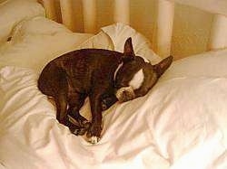 Ally the Boston Terrier sleeping on a bed