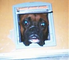 Bear the Boxer sticking his head through a small window in a doll house door