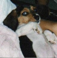 Close Up - Patch the Beagle in the arms of a person