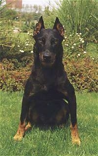 Vienna the Beauceron sitting in front of a bush garden