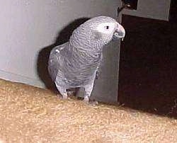 An African Grey Parrot is standing on a persons arm and it is looking to the right.
