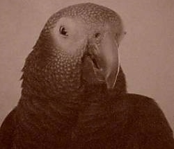 Close up head shot - A black and white photo of an African Grey Parrot looking down and to the right.