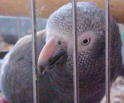 Close up - An African Grey Parrot is standing inside of a cage looking to the left.