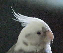 Close up side view head shot - A white with gray Cockatiel is standing on a floor and it is looking to the right. Its hair is slicked back.