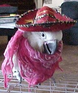 A white Cockatoo is wearing a red sombrero and it is standing on top of a cage. It is looking forward. It is also wearing a red scarf wrapped around its body.