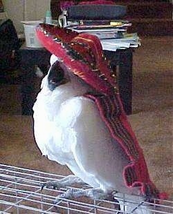 A white Cockatoo is wearing a red sombrero and it looks like it is posing with it on. It is wearing a red scarf that is hanging over the edge of the cage it is standing on in a living room.