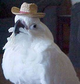 close up - A white Cockatoo that is wearing a hat and it is looking forward.
