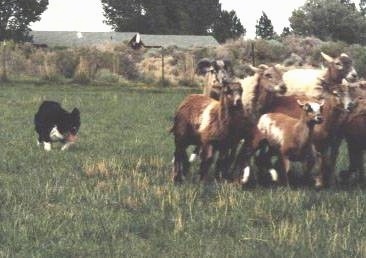 Dot the Border Collie hearding sheep