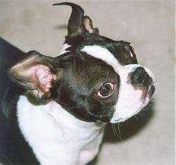 Mati the Boston Terrier looking up and to the left