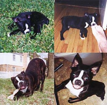 Widdle the Boston Terrier laying on grass. Widdle the Boston Terrier licking toes. Widdle the Boston Terrier chewing a bone outside. Widdle the Boston Terrier standing up against a table.