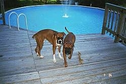 Bubba and Jake the Boxers walking away from an open pool