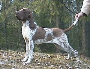 Right Profile - Bracco Italiano looking to the left with a person holding its tail up