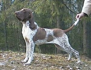 bracco italiano puppies