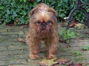 A brown Belgian Griffon is standing outside on a brick path next to a metal table