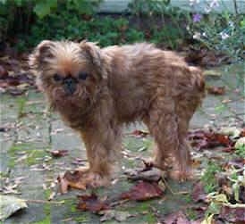 A brown Belgian Griffon is standing on a path covered in leaves