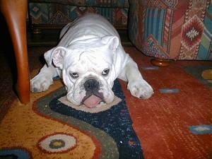 Clarence the English Bulldog laying on a rug in a living room with his tongue out