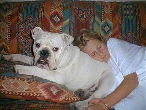 Clarence the English Bulldog laying on a couch on a pillow and a girl is asleep on Clarences back