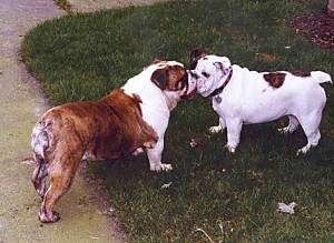 Mugzy and Misty Cool Breeze the Bulldogs standing outside in grass nose to nose and licking each others face