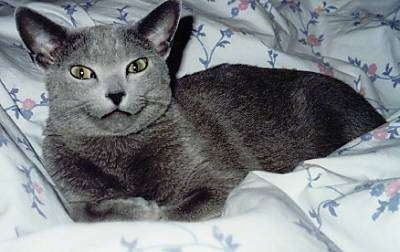 Close Up - Mikhail the Russian Blue Cat is laying on a bed and looking at the camera holder