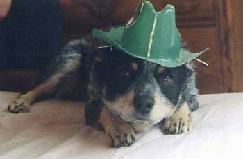 Close Up - A black with tan dog is laying on a bed and is wearing a plastic green hat