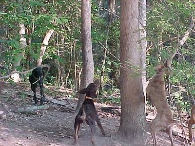 Four dogs barking at something that is up in a tree