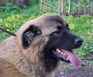 Close Up - Cão da Serra da Estrela is standing outside with its mouth open and tongue out