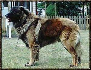 Left Profile - Cão da Serra da Estrela is standing outside in front of a house