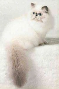 Carecatz Blue Chi a Himalayan Cat is sitting on a fuzzy white backdrop and its tail is hanging over the edge
