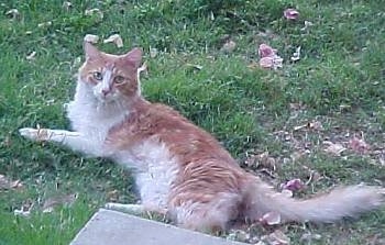 Alex the cat is laying outside in the grass and looking back towards the camera holder