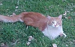 Alex the orange and white Maine Coon is laying outside and looking up to the camera holder