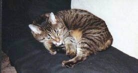 Shadow the Cat is laying down curled in a ball.