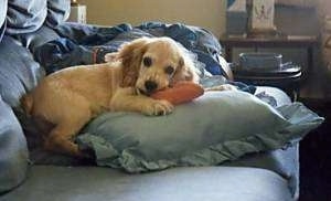 Kelcie the Cocker Spaniel is laying on a blue pillow on a couch and chewing on an orange toy